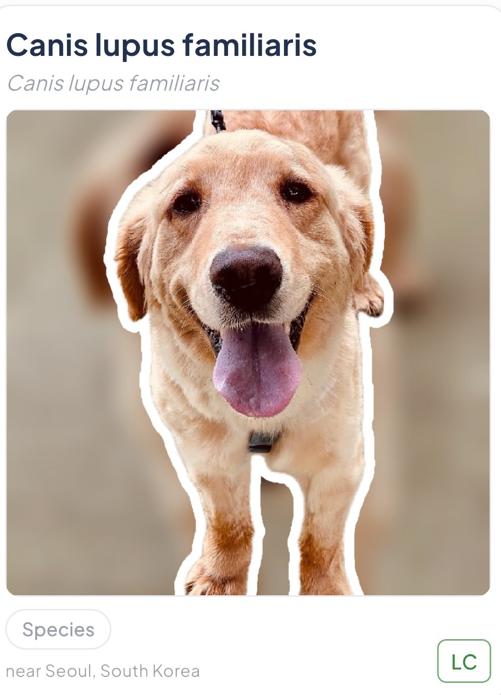 A creature card: a dog, named, tagged Species, near Seoul