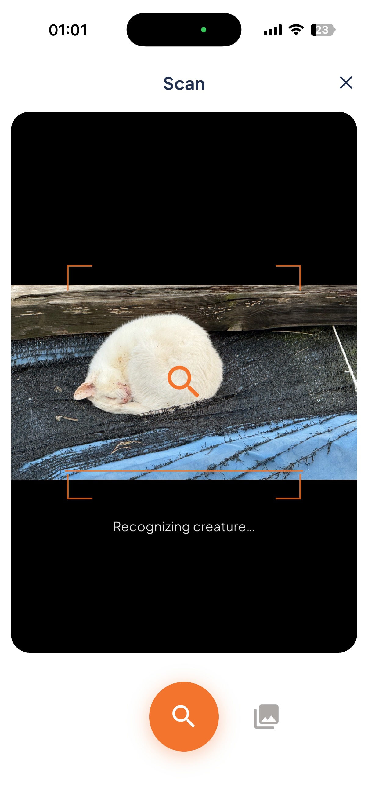 Pointing the camera at a curled-up white cat, the app reading it